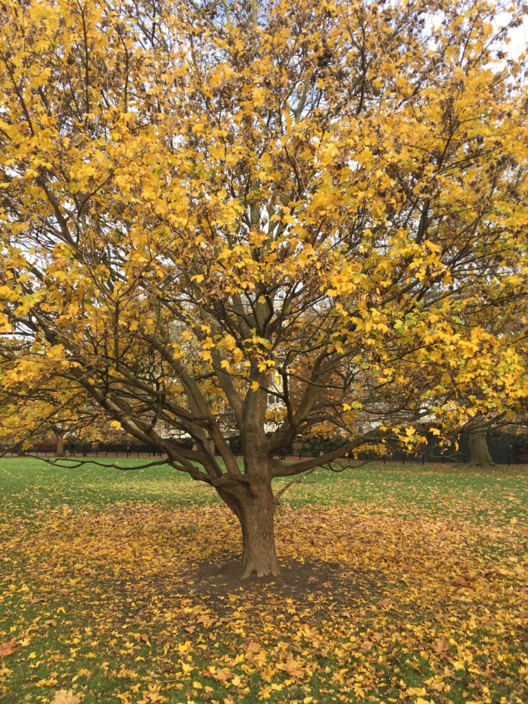 Green Park and the many parks of London are beautiful in fall. The Green Park is conveniently located across from the Buckingham palace.