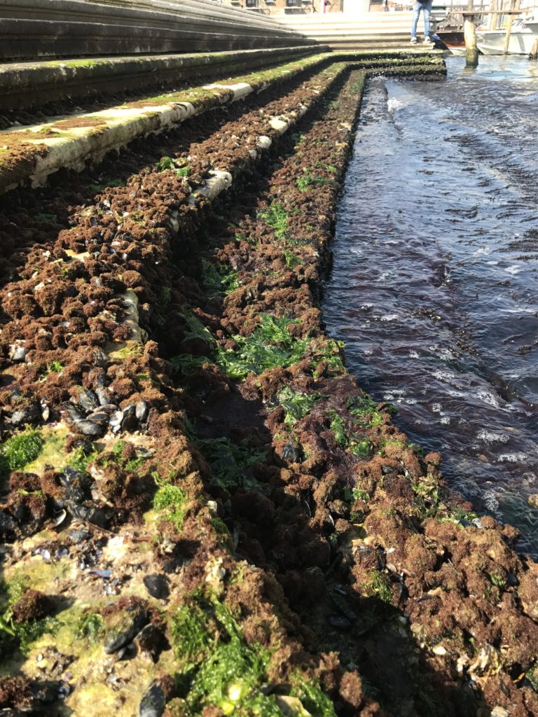 Steps coming all the way to the grand canal. The low tide exposes life flourishing on the steps.