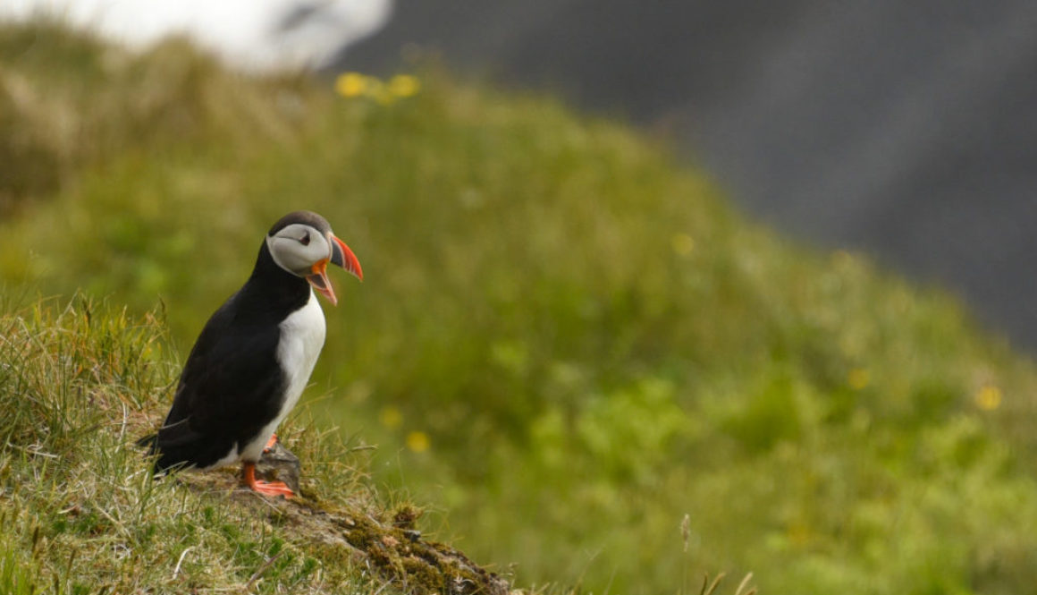 Iceland Gallery 1165x665