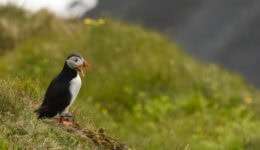 Iceland Gallery 1165x665