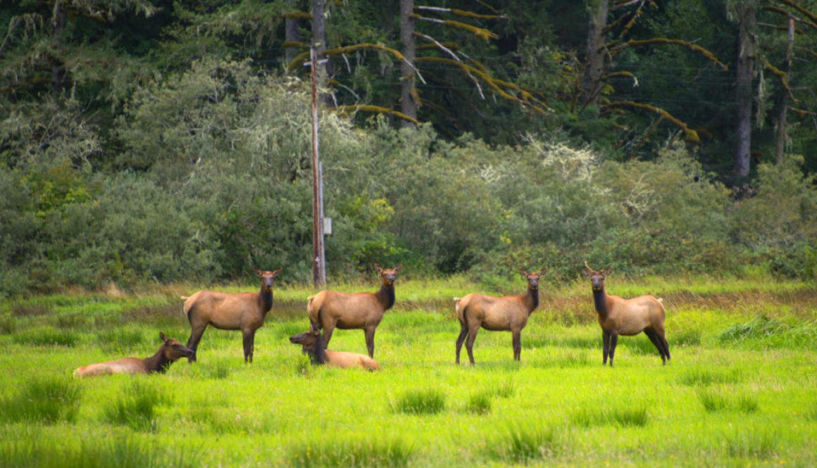 Oregon 1165x665