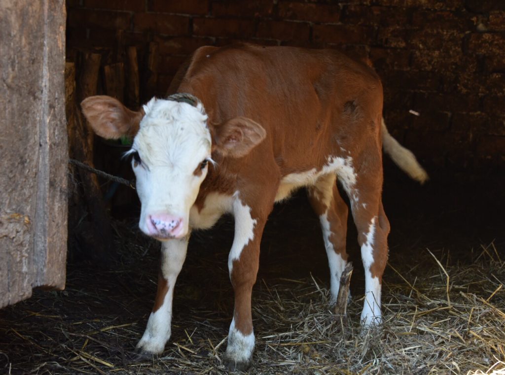 The one month old calf awaits mommy's return from the clover fields for a tasty drink. 