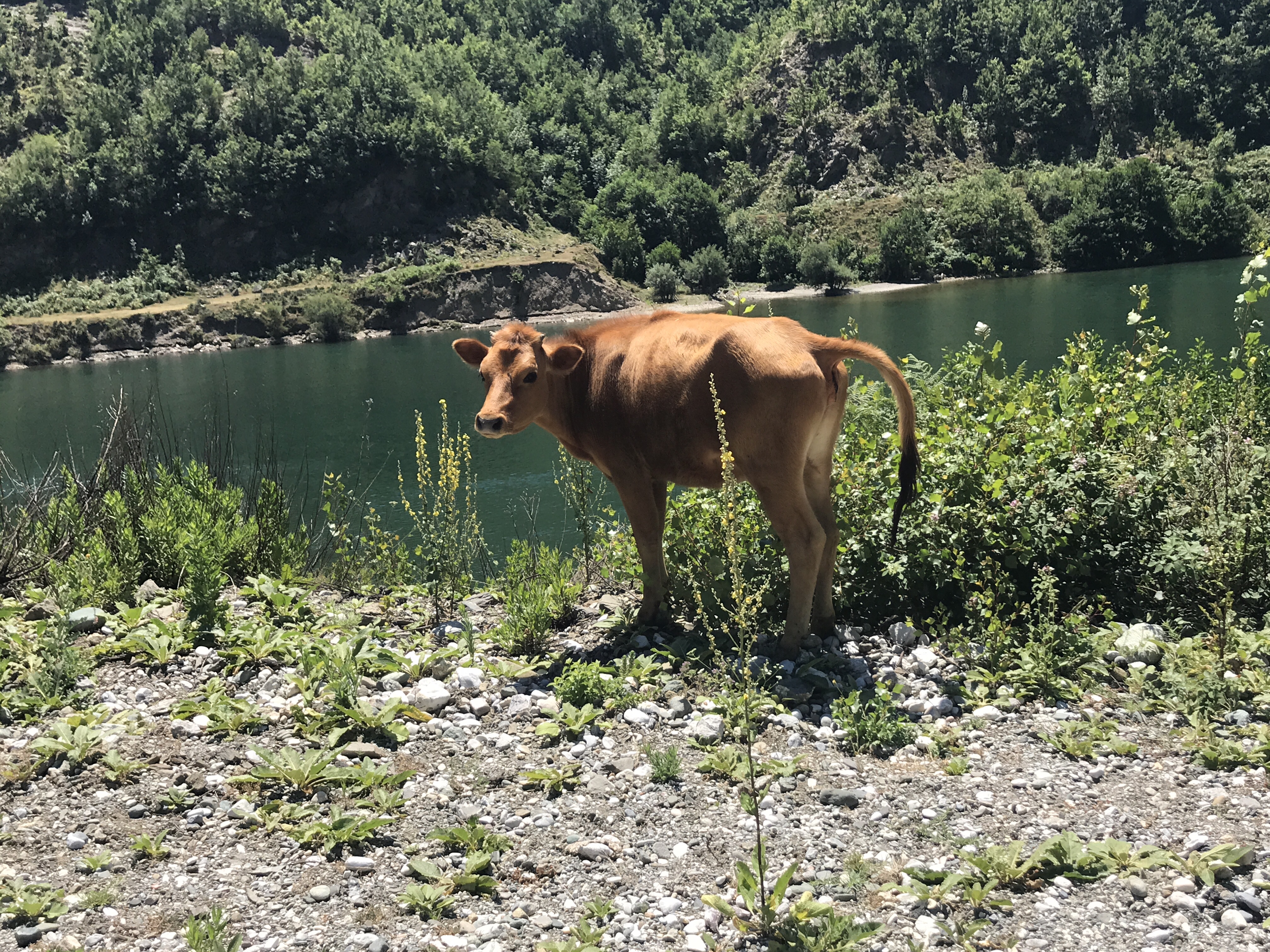 The calf is also curiously looking at us. 