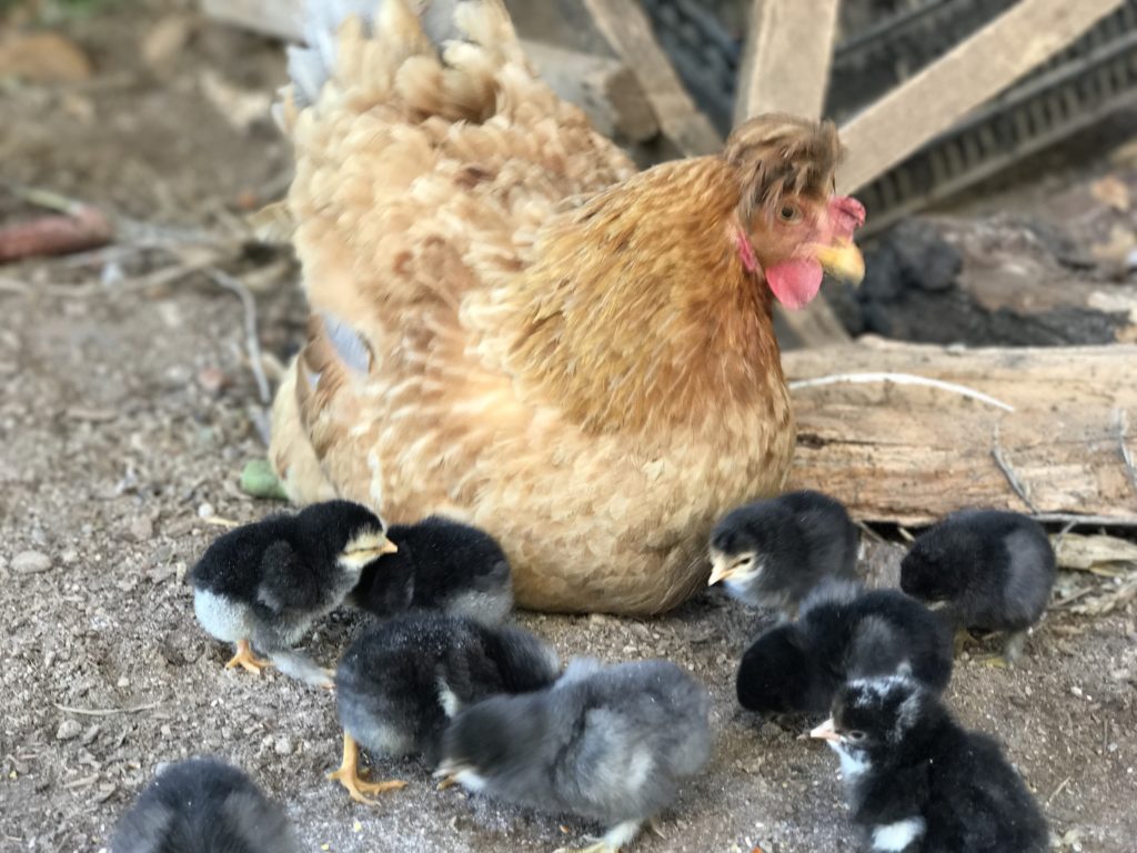 This morning we had a new set of adorable baby chicks in our Kulla. They followed the mommy hen around the courtyard and hungrily ate all the seeds the farmer sprinkled for them. 