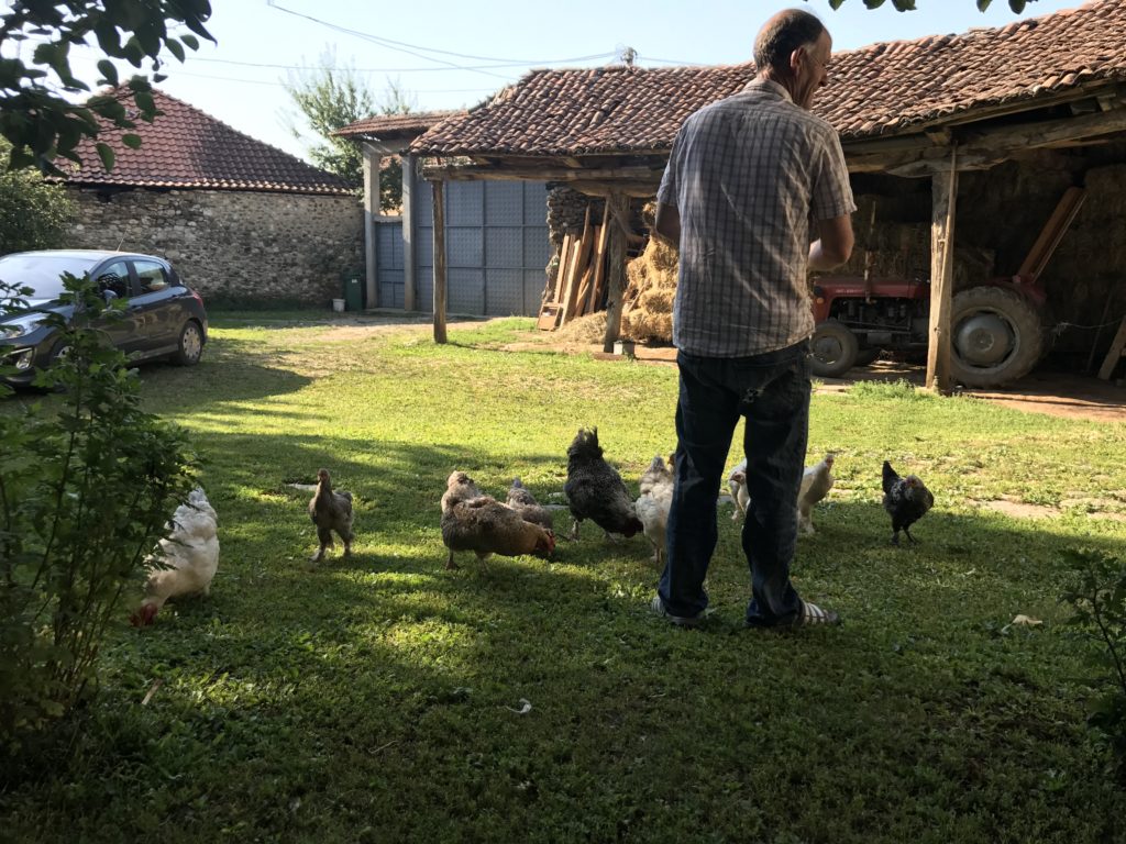 Our host feeds the chicken their breakfast 