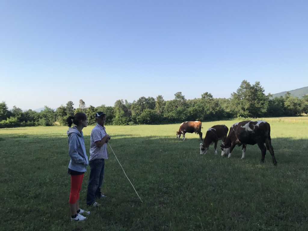 Our host takes out the cows for breakfast