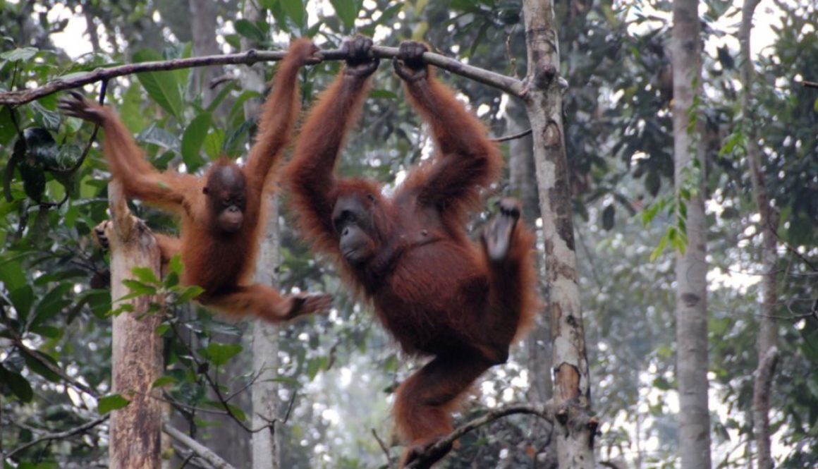 Sarawak Borneo