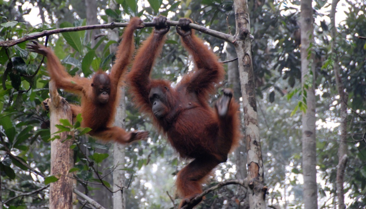 Sarawak Borneo