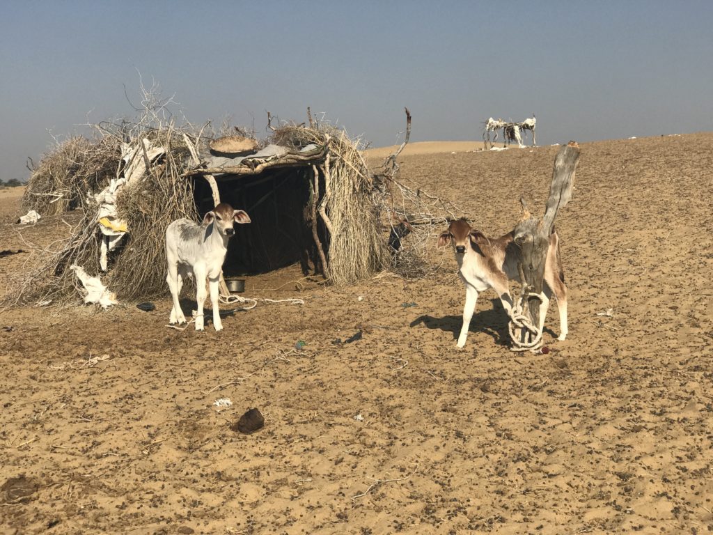 A little ways out is the home for the curious newborn calves. 