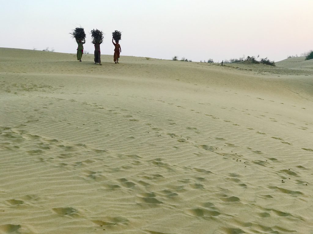 Women collect firewood for dinner. While they were in a hurry, they stopped to chat and tell us about their families. They live with their husband, his siblings, his parents and their children. They cook a hearty meal of Bajri (millet) Roti, yogurt and ghee for the family. 