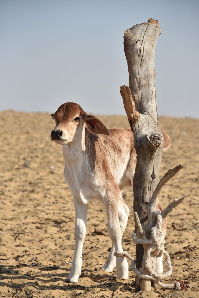 A cute newborn stares at us and then stands up to greet us. 