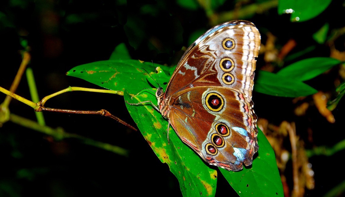 Panama