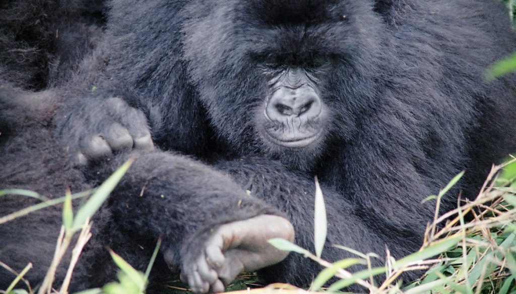 A gorilla resting in Rwanda