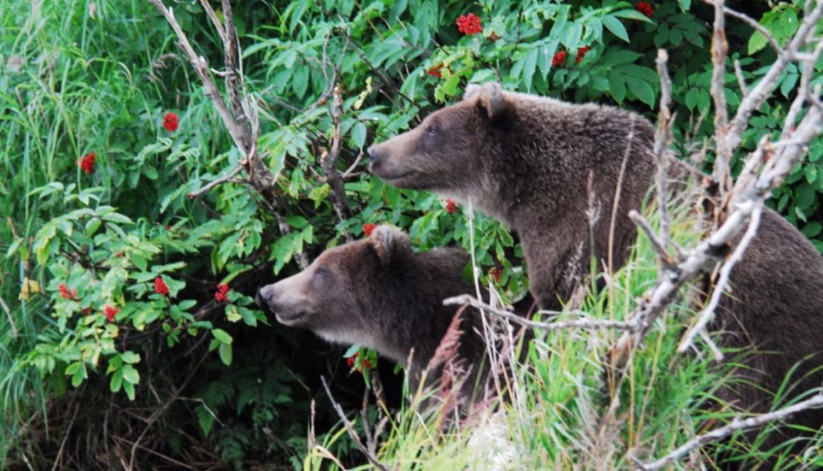 Alaska