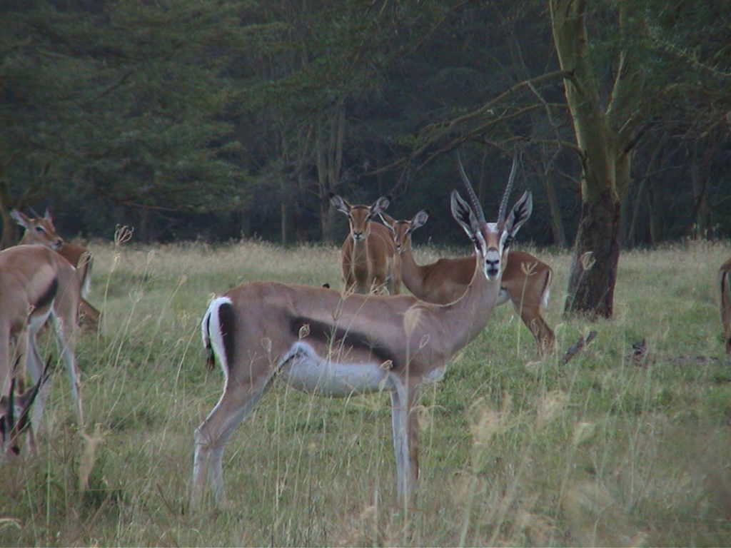 Antelope in Nakuru National Park