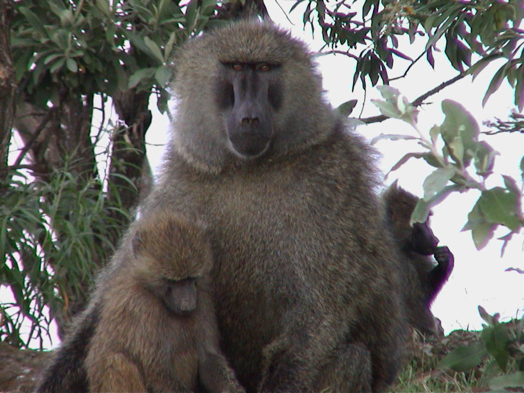 Mother-Child Baboon in Nakuru National Park