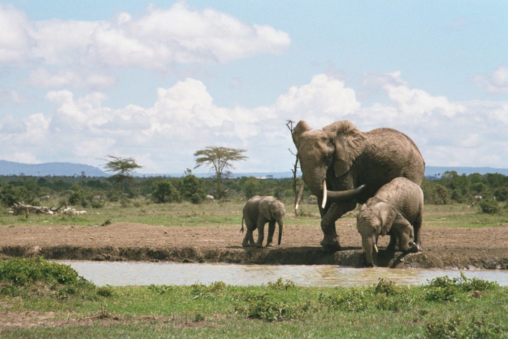 Mommy brings her kids for a drink of water in Sweet water Camp's waterhole.