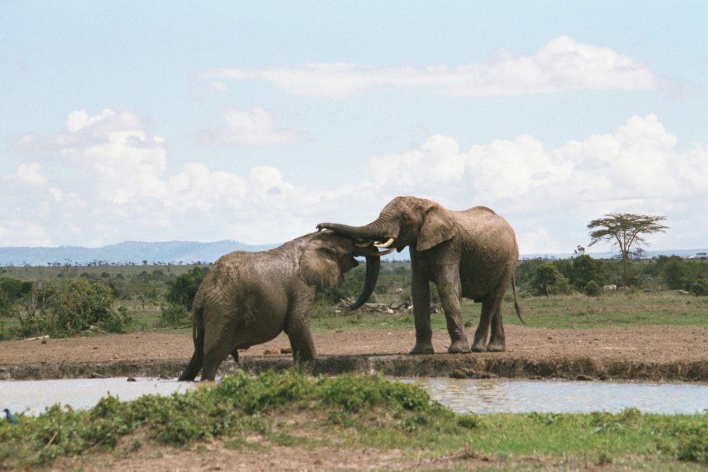 Elephant Romance