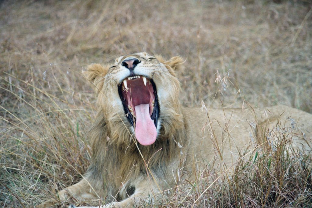 A lion yawning or exercising, it hard to tell.