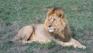 Lion, the king of Masai Mara's Savanna grasslands