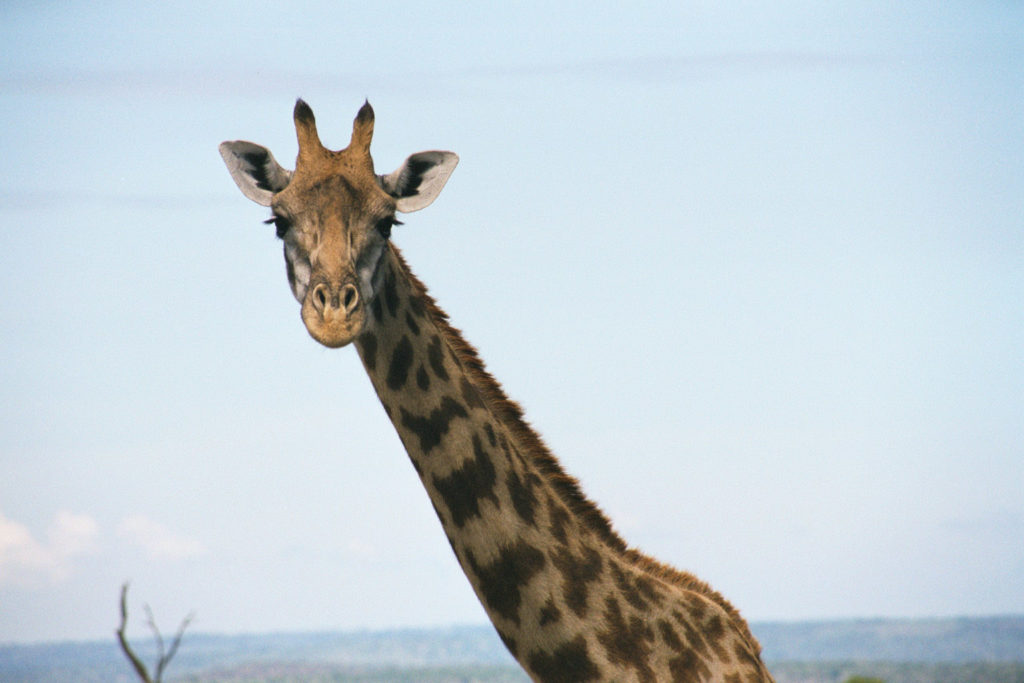 A giraffe in Masai Mara, Kenya