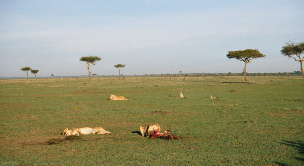 A lioness having her breakfast while other lions take a nap, hyenas await their turn and antelopes graze freely in Masai Mara. 