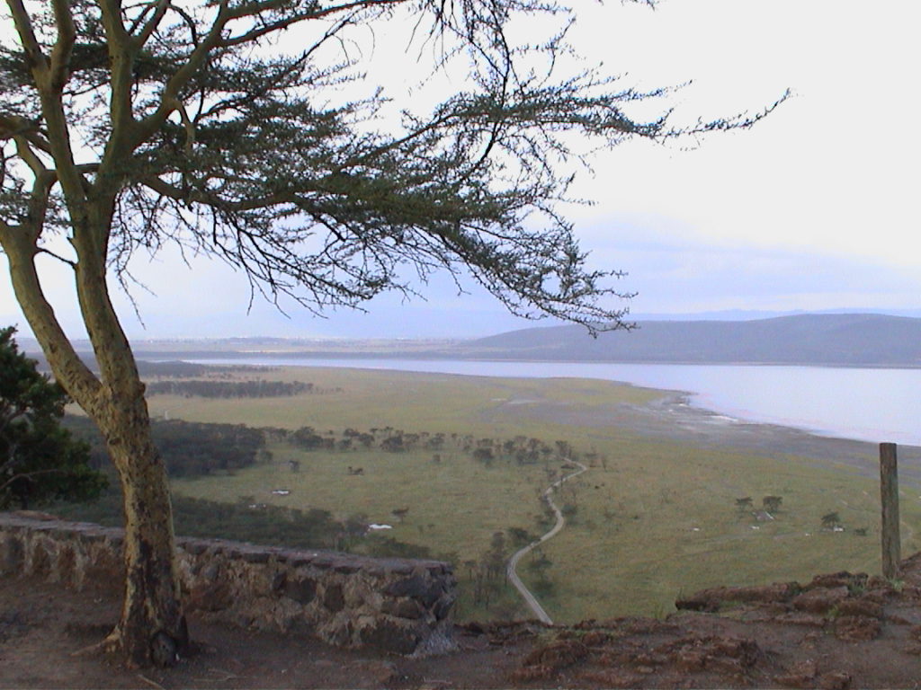 A picture postcard view of the lake with thousands of flamingoes and grasslands with hundreds of animals, easily viewable from this nice picnic spot in Nakuru National Park.