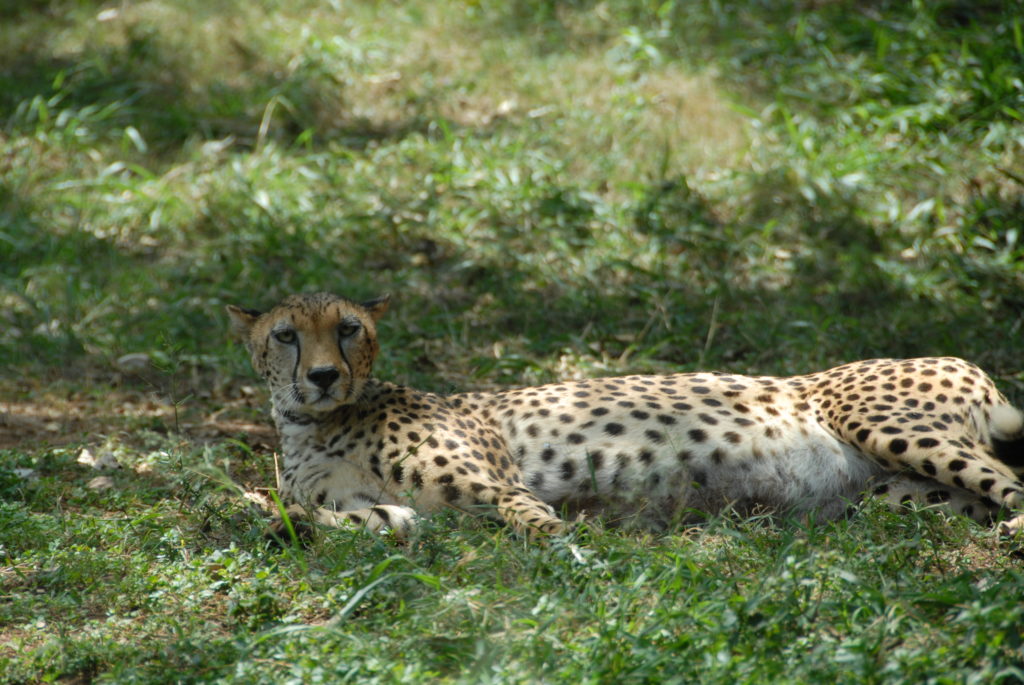 A curious leopard studies us (in Nairobi National Park).