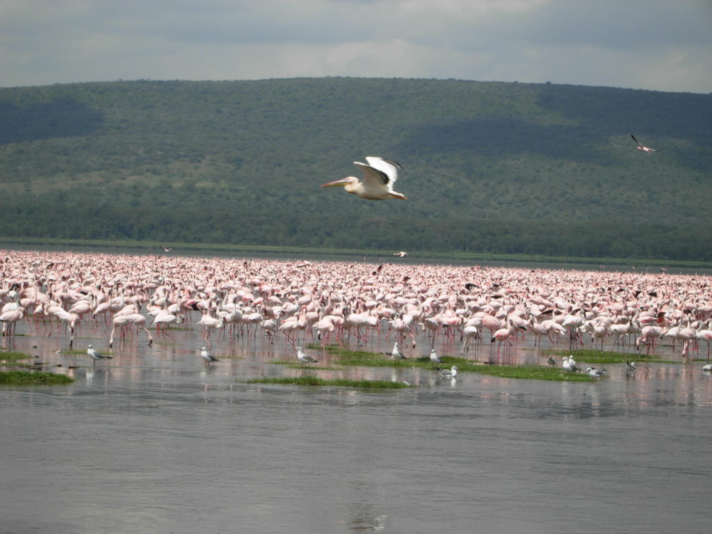 Pink Flamingoes as far as the eyes can see in Lake Bagoria, Kenya.