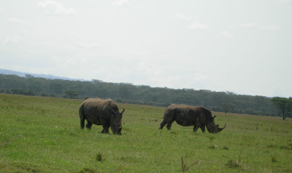 Black Rhino happily grazing in pairs and sometimes with family.