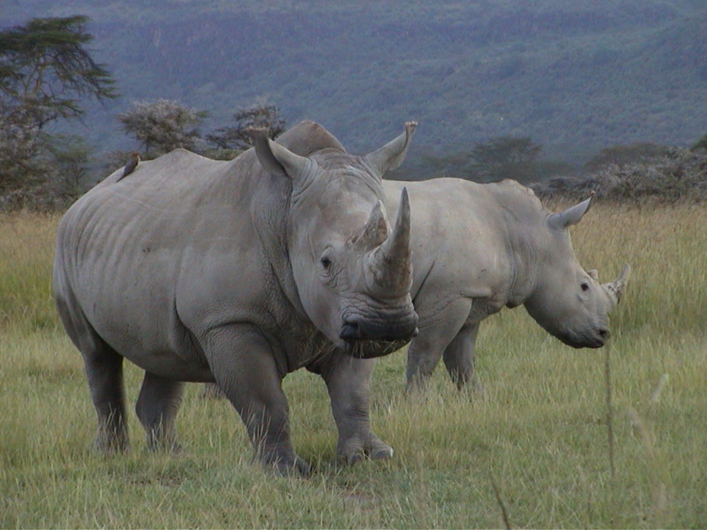 Rhinos grazing