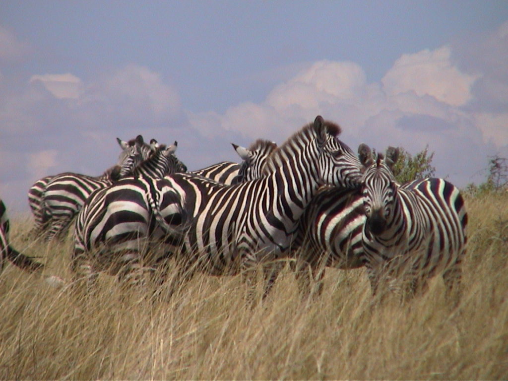 A group of zebras