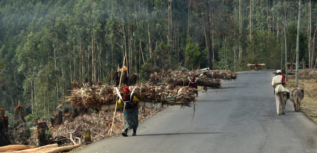 Road up to Mount Entoto: People carrying collected wood on their backs. Addis Ababa