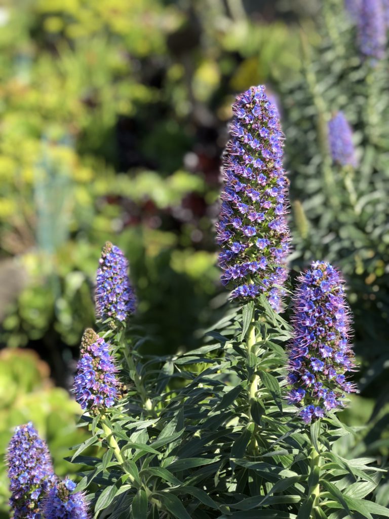 16th Avenue Succulent Garden