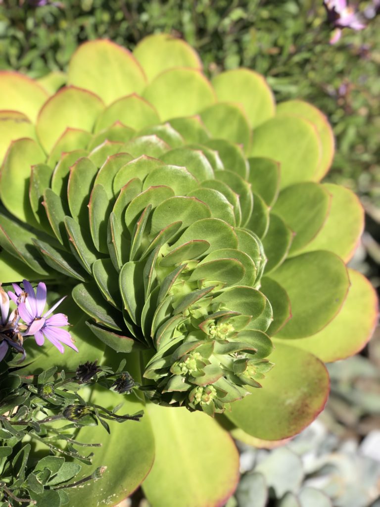 16th Avenue Succulent Garden