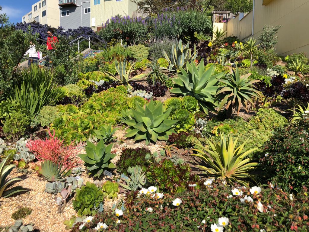 16th Avenue Succulent Garden