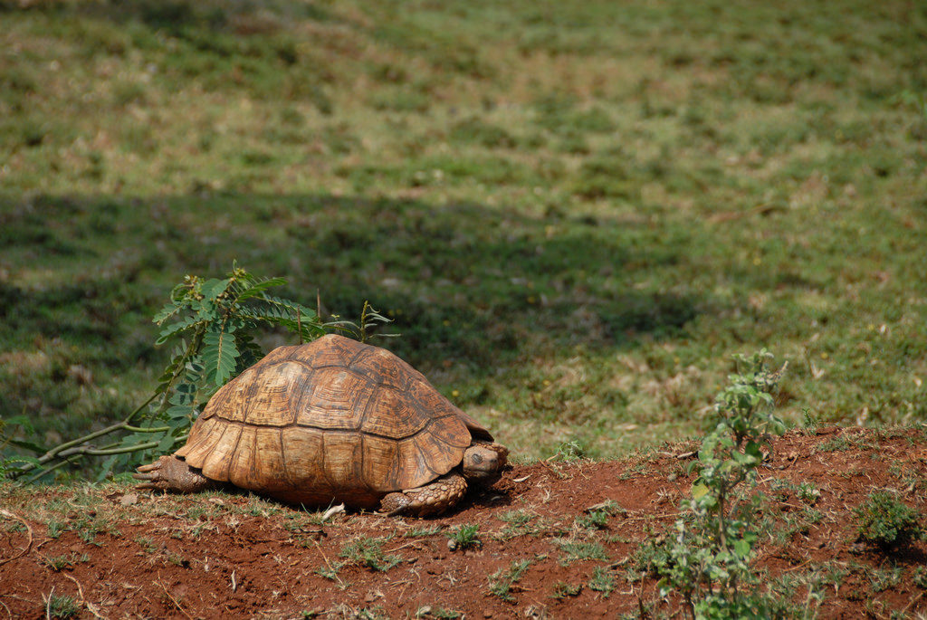 A giant tortoise in Nairobi National Park