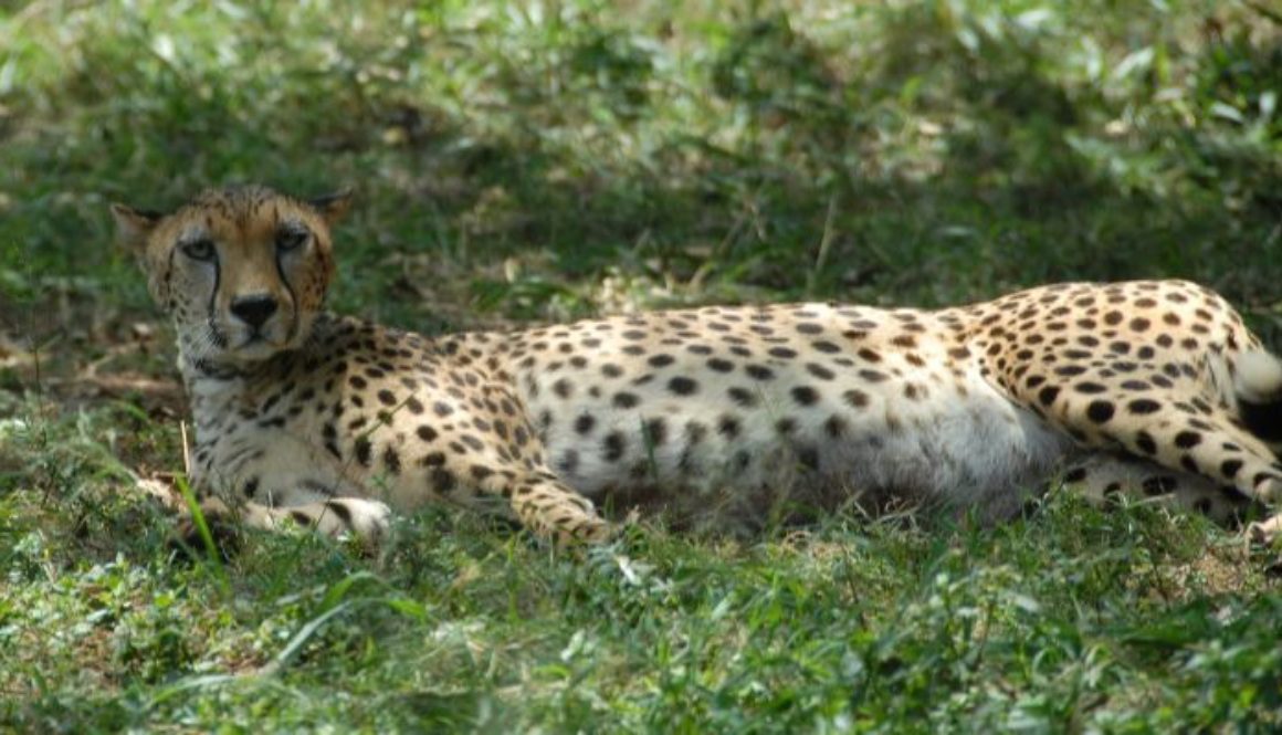 Leopart in Nairobi National Park 699x399 (1)