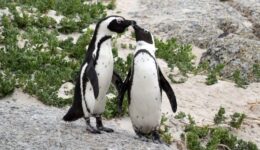 African Penguins in Simons Town, south of Cape Town