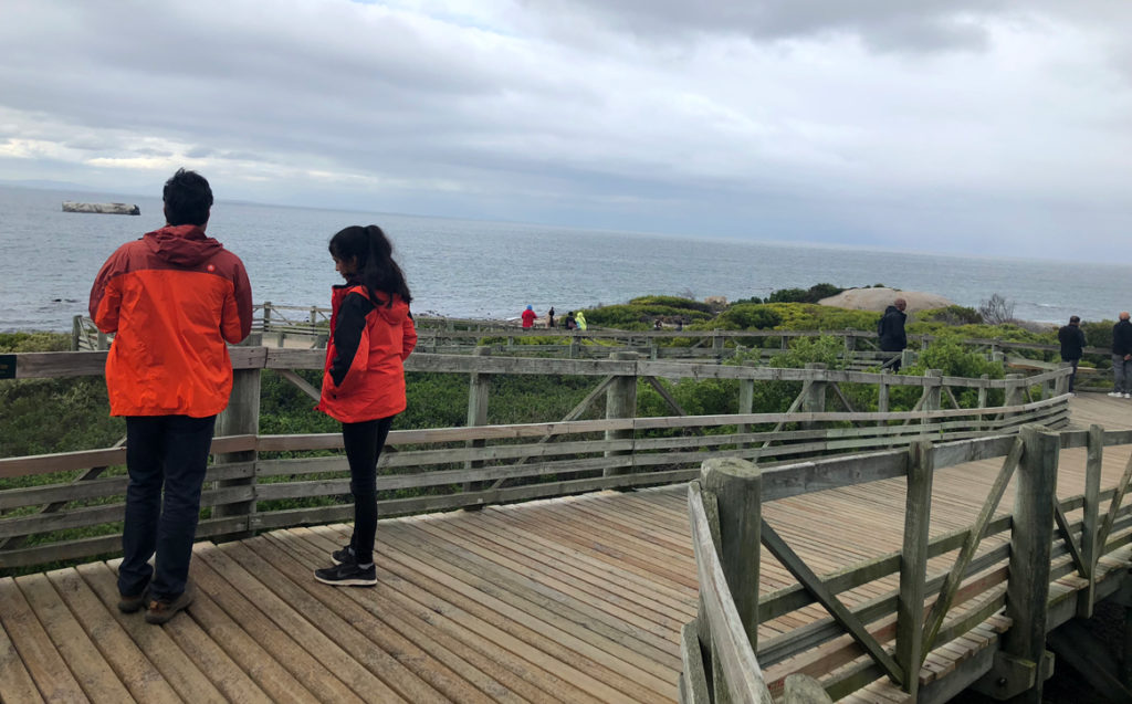 Boulders Penguin Colony is best viewed from the three boardwalks.