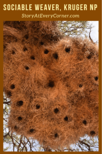 Sociable weaver bird nest