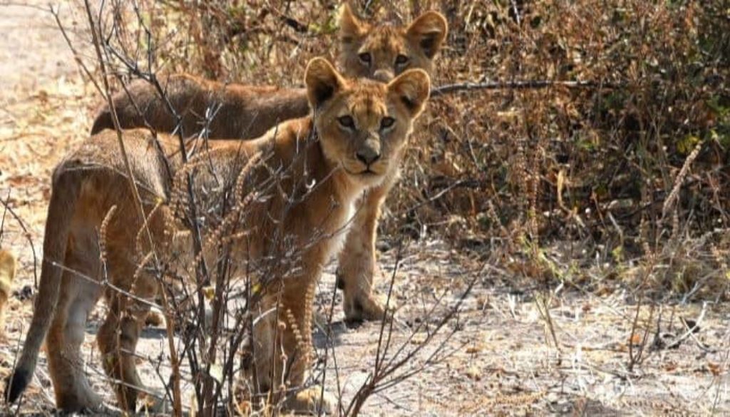 Kruger_and_Chobe-699x399