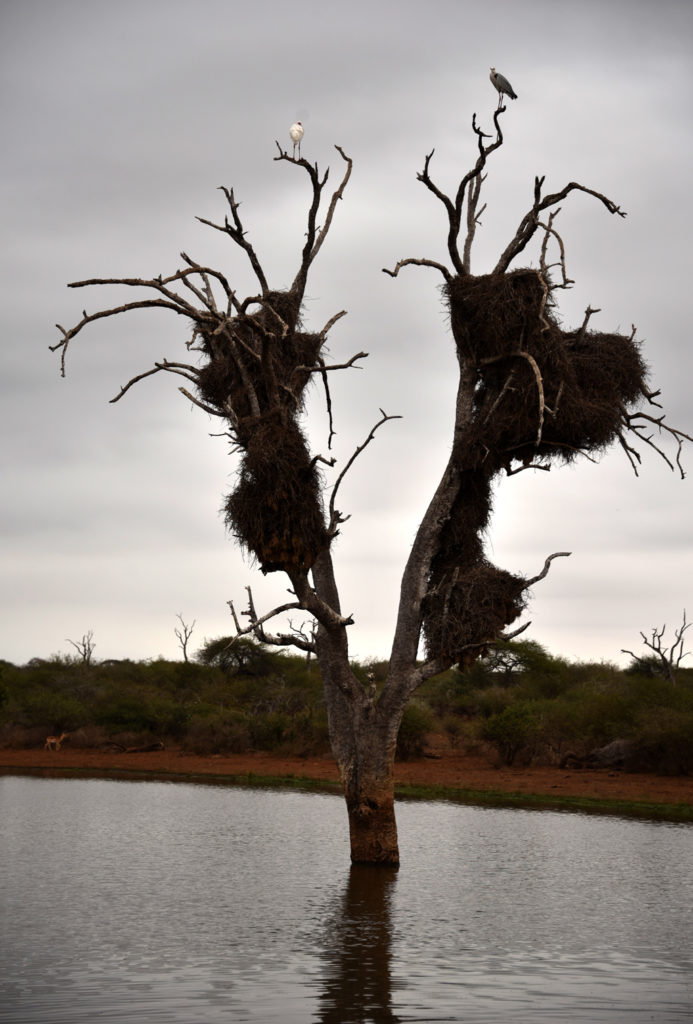 Sociable weaver nest in Kruger National park on Sunset lake with large birds perched on top.