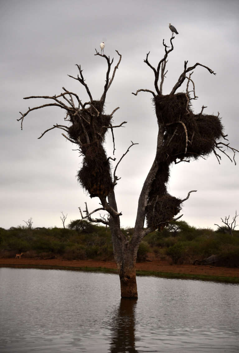 sociable-weaver-birds-and-their-nest-story-at-every-corner