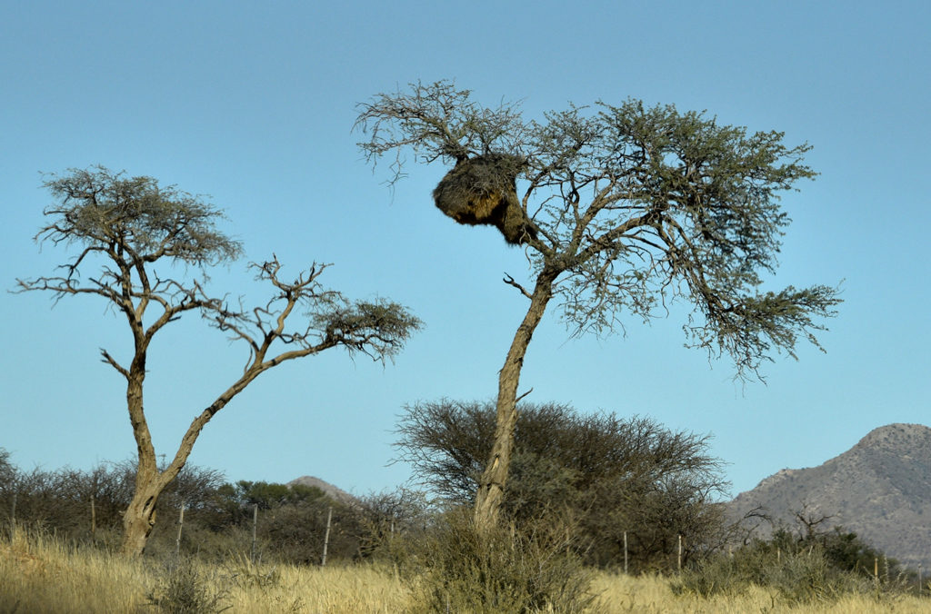 A sociable weaver nest in Namibia.