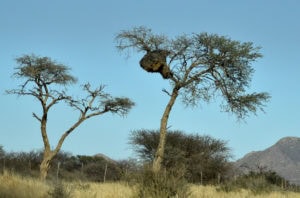 A sociable weaver nest on a Camel Thorn which is a slow-growing, highly drought-tolerant tree