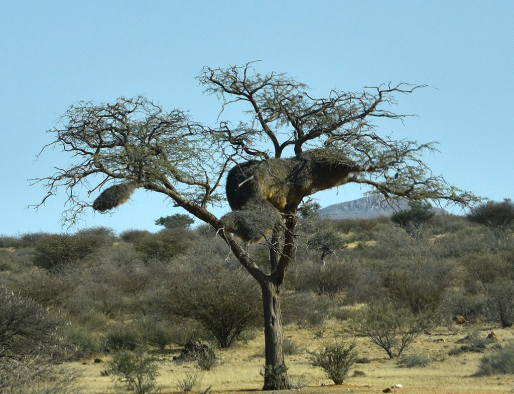 A tree with multiple sociable weaver nests.