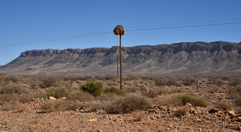 A sociable weaver nest on a telephone pole in Namibia. These are great because without branches, the predators can't easily access the nest.