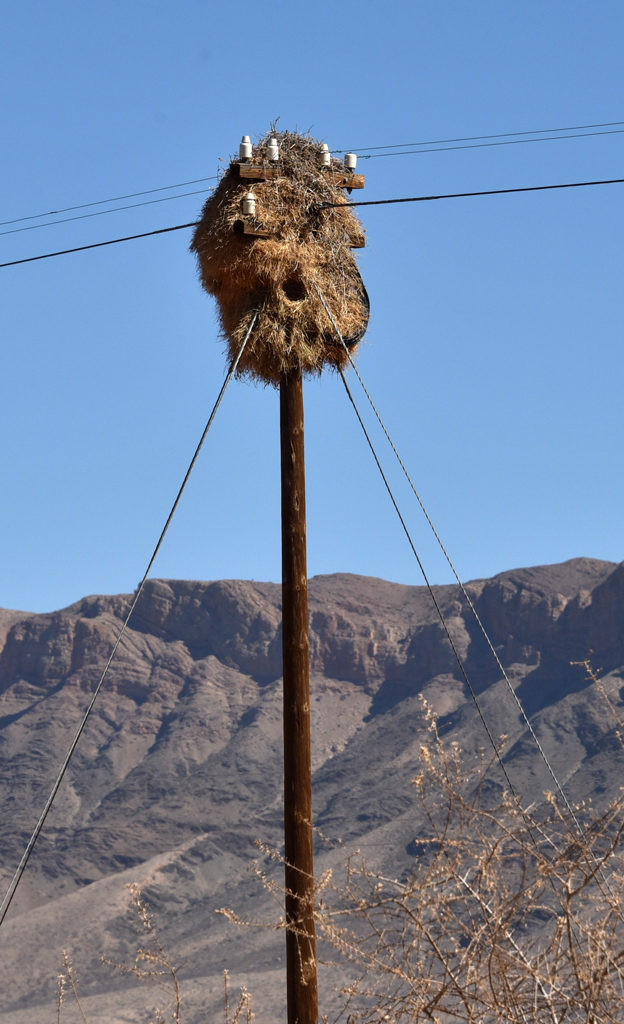 Poles with sociable weaver nests dot the Namibian and South African landscape.