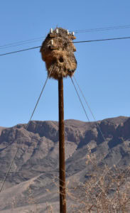 A sociable weaver nest on an electric pole.